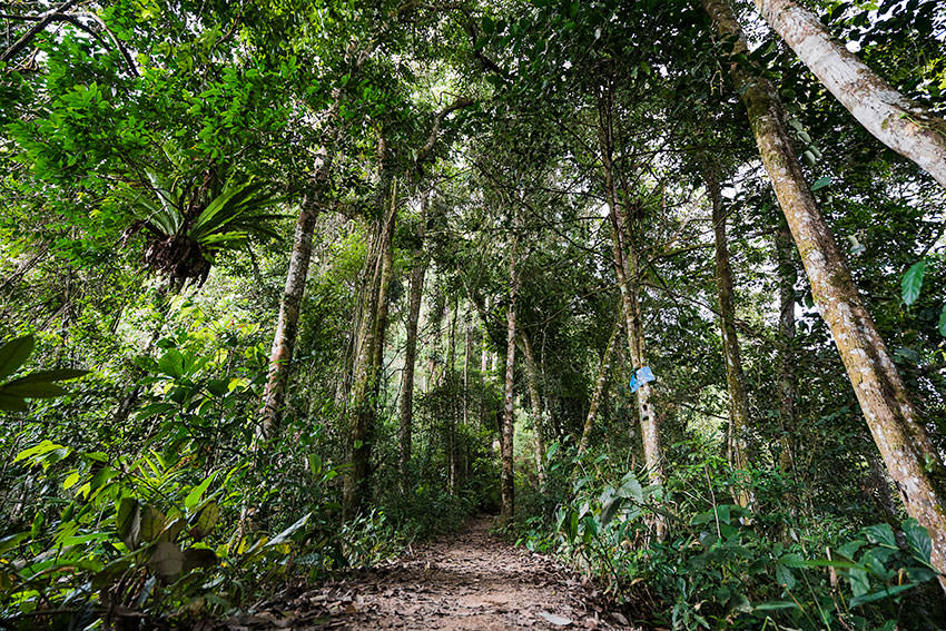 Trail 10 Cameron Highlands, Malaysia