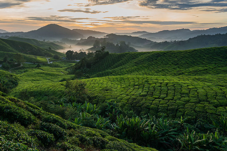 The Ultimate Guide To Hiking In The Cameron Highlands – A Pack and A Map