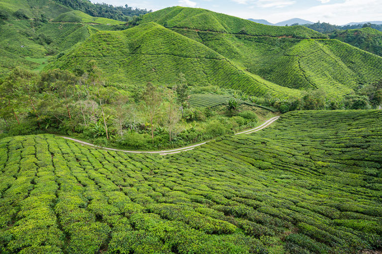 The Ultimate Guide To Hiking In The Cameron Highlands – A Pack and A Map