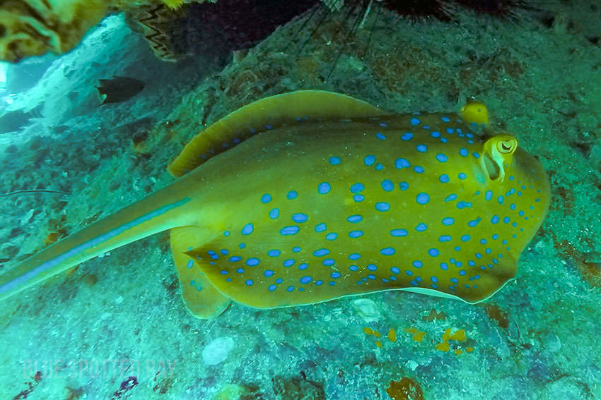 Blue Spotted Ray At White Rock, Thailand
