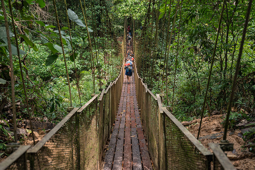 Bridge In Taman Negara, Malaysia