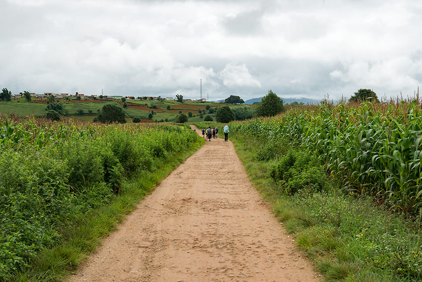 Corn Fields In Myanmar